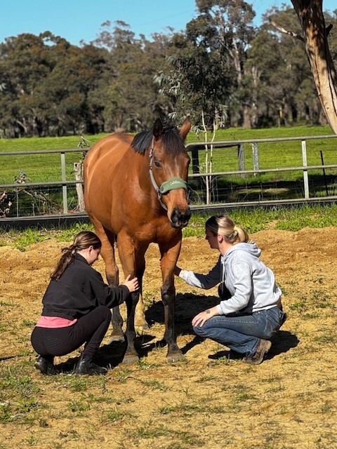 Teenagers with horse