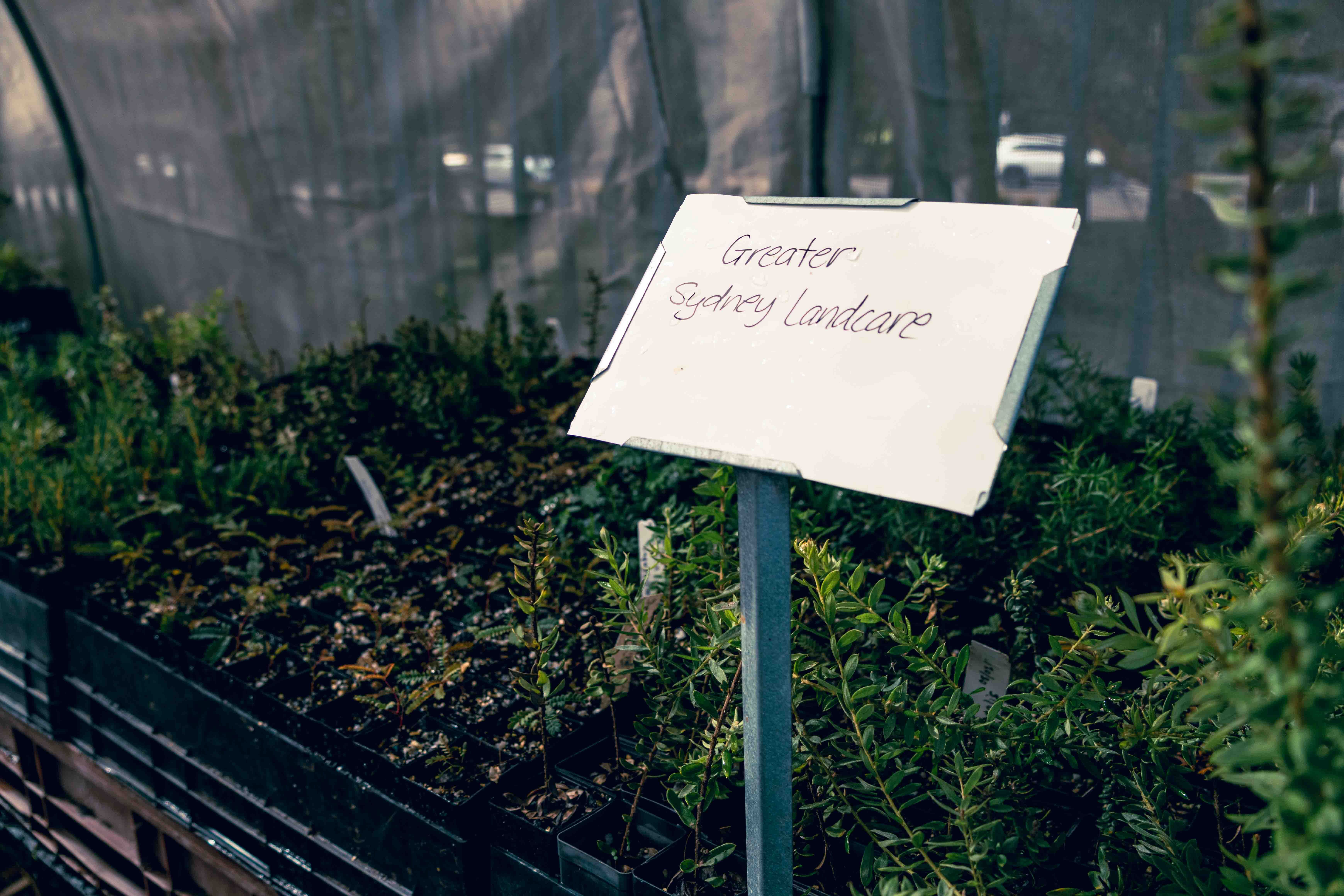 Close-up of Five Corners plant seedlings at IndigiGrow nursery, part of Indigenous-led conservation and bushfood revival.